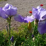 Les Coquelicots 지베르니