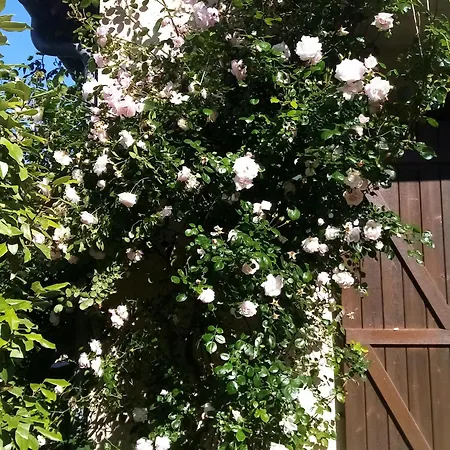 Maison D'hotes Les Coquelicots לינה וארוחת בוקר