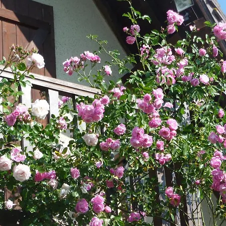 לינה וארוחת בוקר Maison D'hotes Les Coquelicots