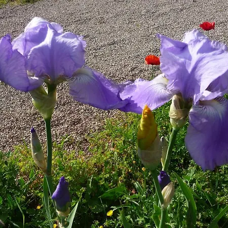 Maison D'hotes Les Coquelicots ז'יברני