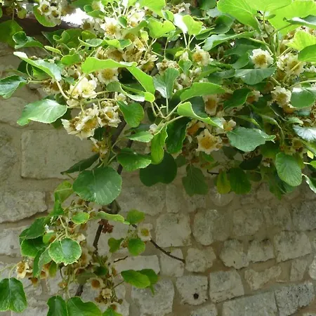 Maison D'hotes Les Coquelicots ז'יברני